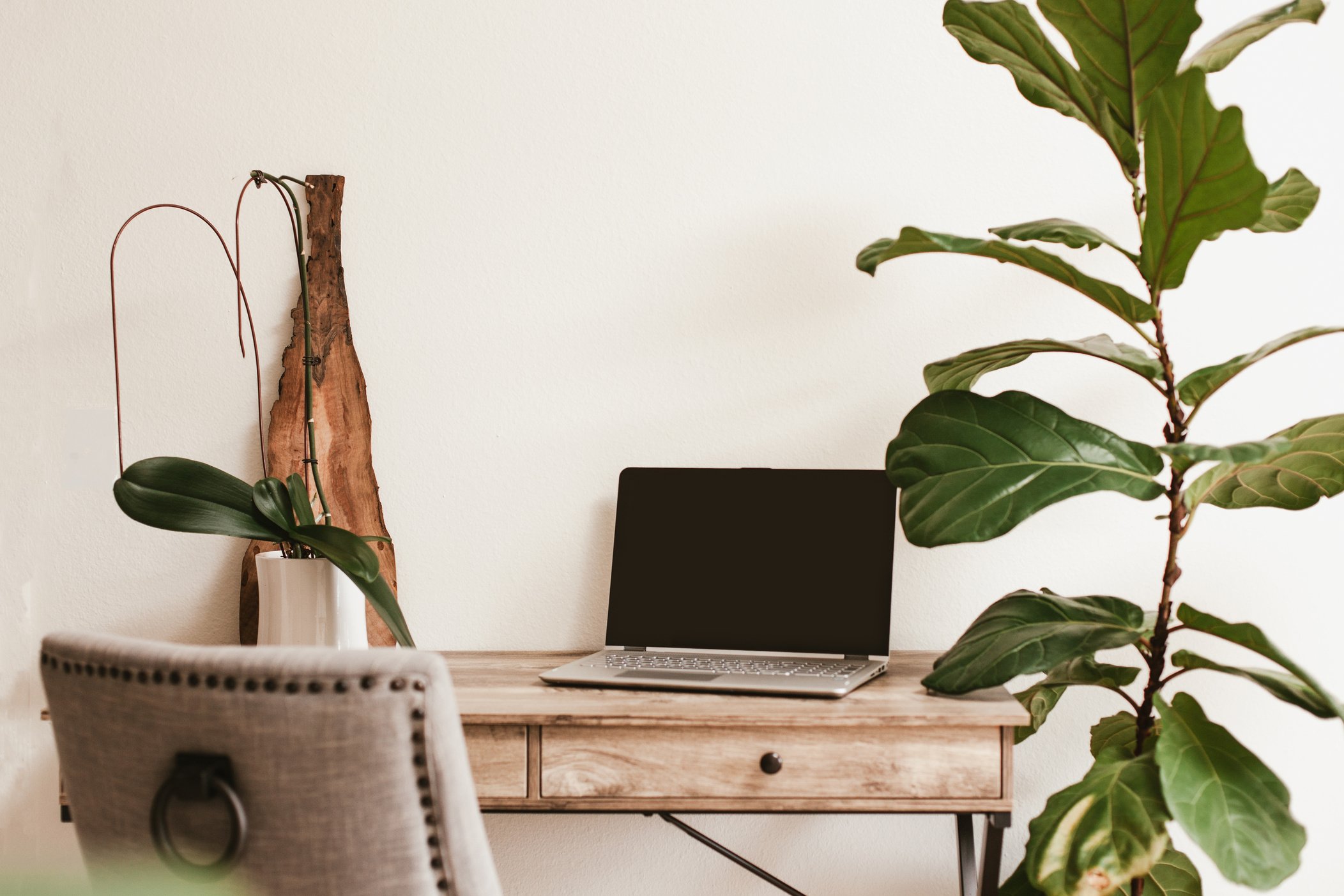 Working desk with laptop and house plants